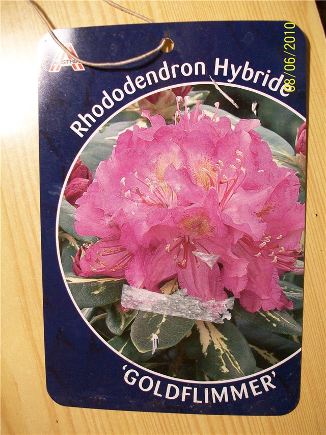 Rododendron 